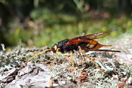 Urocerus gigas